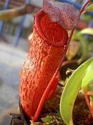 Nepenthes ventricosa 'red' x pectinata